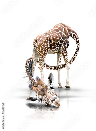 Photo: Giraffe mit langen Hals Giraffe mit langen Hals