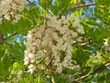 Akazienblüte