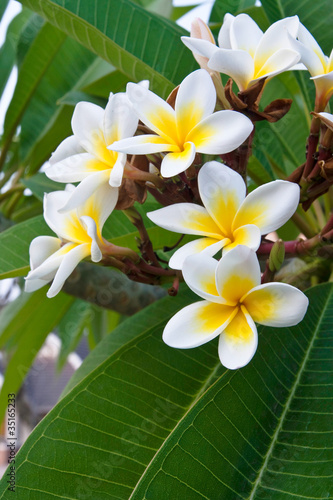 Photo: The bunch white frangipani in thailand The bunch white frangipani in thailand