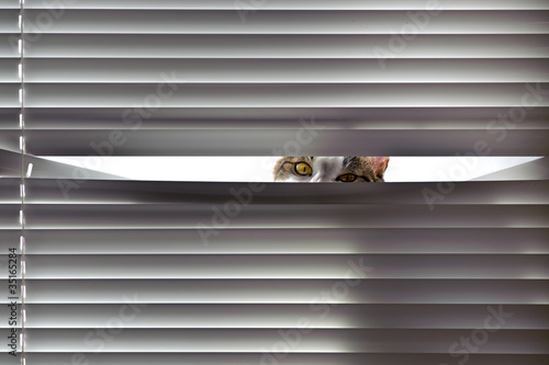 Photo: Curious cat looking through blinds Curious cat looking through blinds
