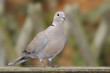 Eurasian Collared Dove (Streptopelia decaocto)