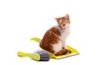 junge Katze sitzend auf Kehrgarnitur