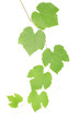 Green grape leaves isolated on white, clipping path included