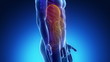 Male ABDOMINAL ORGANS medical scan anatomy