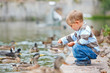 Cute little boy feeding ducks