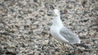 Wondering seagull on rocky stones beach