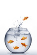 goldfish jumping out of the water goldfish jumping out of the water