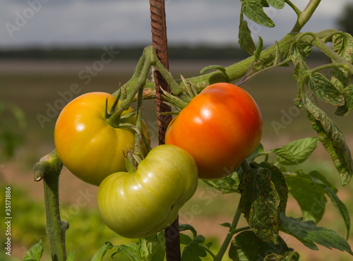 Photo: tomates tomates