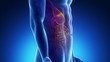 Male GUTS medical scan anatomy