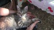 кошка ласкается на руках