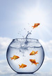 Photo: goldfish jumping out of the water goldfish jumping out of the water