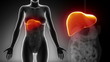 Female LIVER anatomy in detail x-ray loop