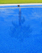 blue tiles swimming pool with palm tree reflection blue tiles swimming pool with palm tree reflection