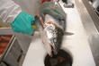Salmon filleting