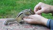 Угощение бурундука (chipmunk) кедровыми орешками