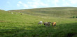vache 1