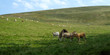 vache 2
