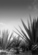 Agave tequilana plant for Mexican tequila liquor