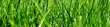 grass