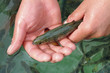 Small salmon in the hands Small salmon in the hands