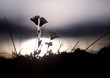Flowers on sunset