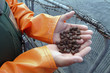 salmon feed salmon feed