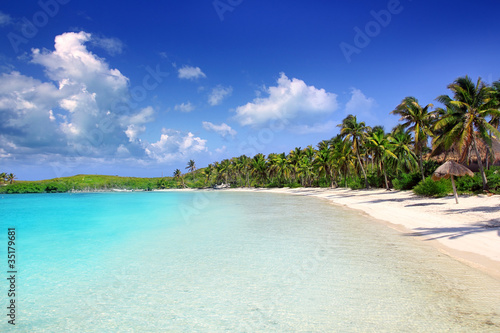 Photo: Contoy Island palm treesl caribbean beach Mexico Contoy Island palm treesl caribbean beach Mexico