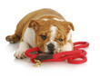 naughty puppy