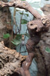 Photo en ligne au meilleur prix spider