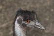 ostrich portrait
