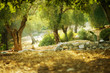 Olive Trees Olive Trees