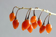 Goji-Beeren