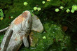 fish stone sculpture in pool