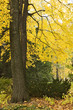 Arbre d'automne