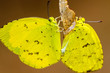 Foto: butterfly butterfly