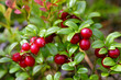 Cowberries (Vaccinium vitis-idaea)
