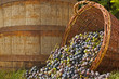Grapes spilling out of a basket with an old barrell backdrop