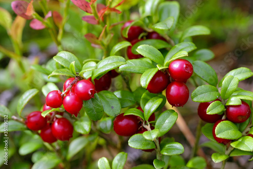 Photo: Cowberries (Vaccinium vitis-idaea) Cowberries (Vaccinium vitis-idaea)
