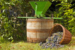 Grapes spilling from a basket with a barrel, a vintage crusher