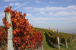 Vineyard landscape in autumn