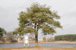 Lonely pine and empty bulletin board Lonely pine and empty bulletin board