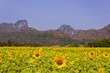 field of sunflower with mountains background in Lopburi, Thailan field of sunflower with mountains background in Lopburi, Thailan