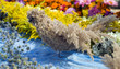 Bird made from colorful flowers, nature and beauty concept