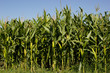 Cornfield