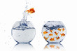 gold fish together gold fish together