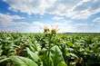 Tobacco