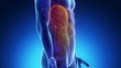 Male scan ABDOMINAL ORGANS anatomy in blue x-ray loop