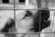 dog cage