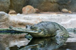 Waiting gavial Waiting gavial