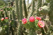 red blossoms